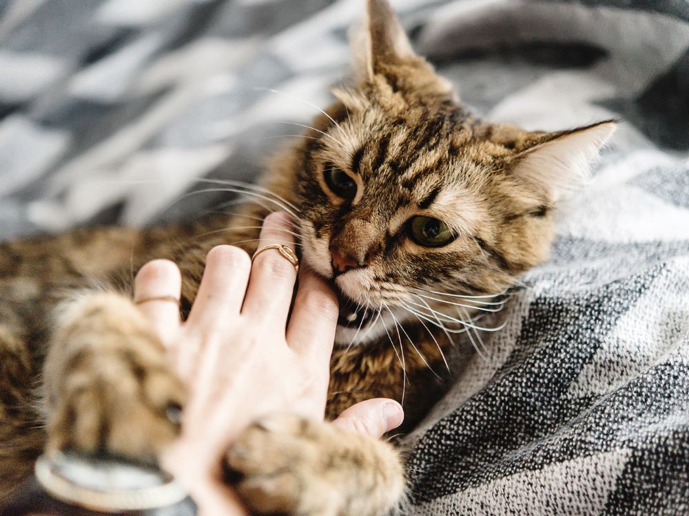 Cat getting pet and biting fingers 