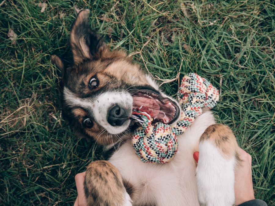 Puppy Playing