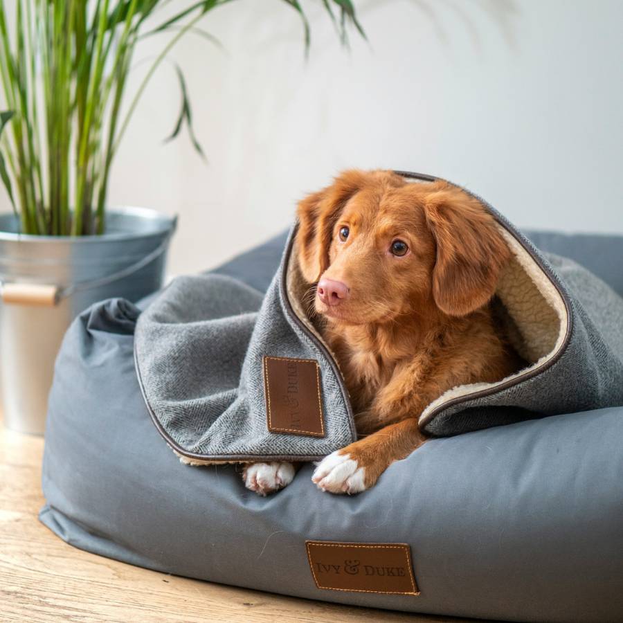 A brown dog cozily wrapped in a blanket rests on a gray dog bed indoors