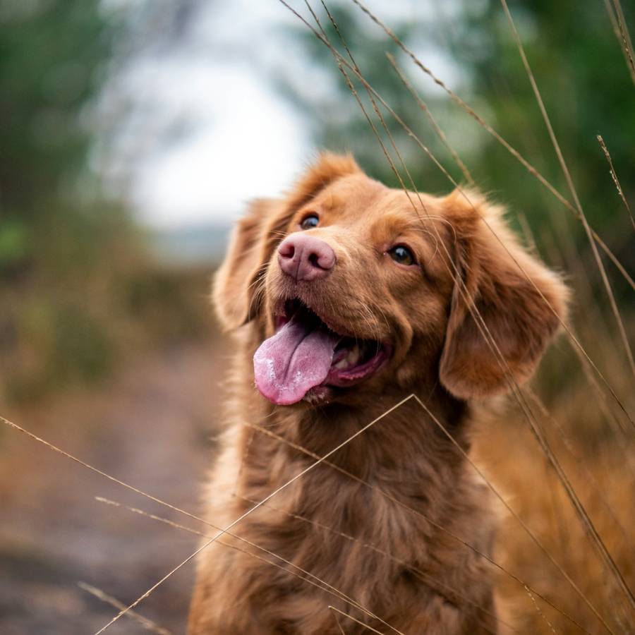 A happy brown dog with its tongue out sits outdoors among tall grass