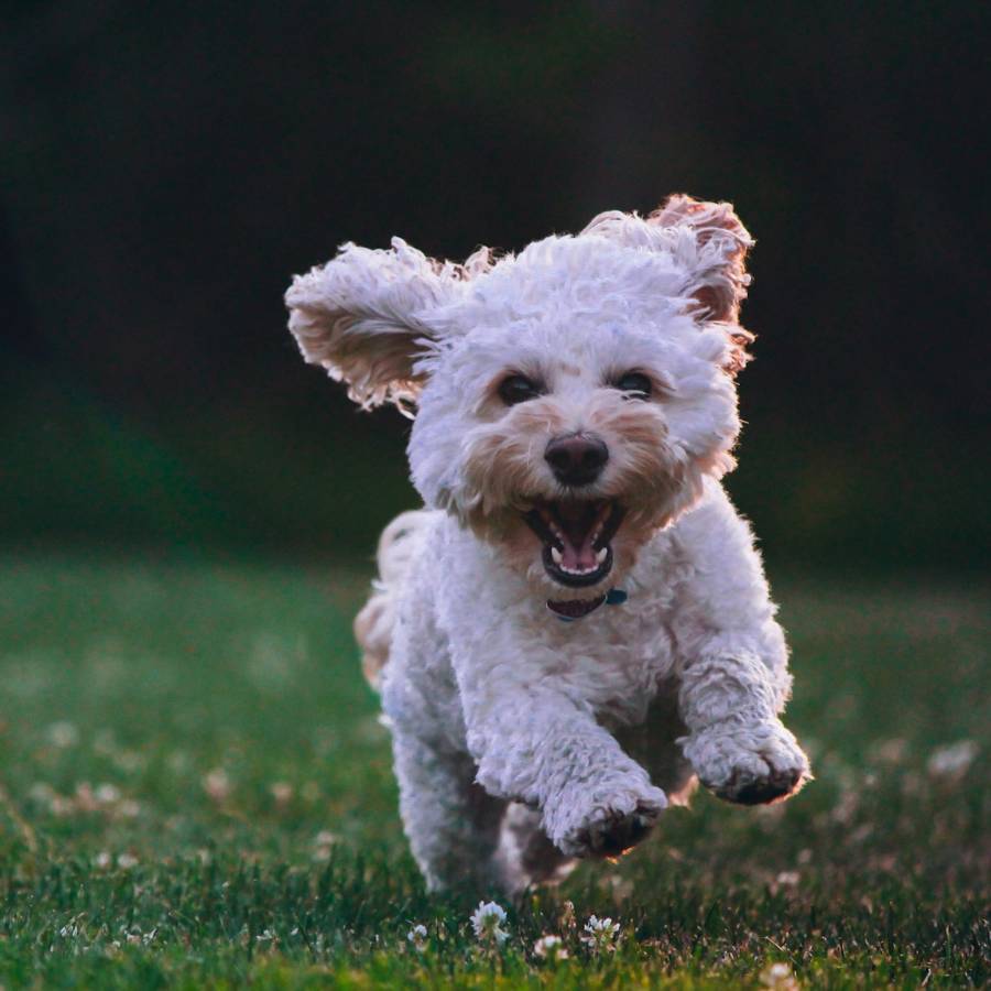 A joyful white fluffy dog runs energetically on green grass