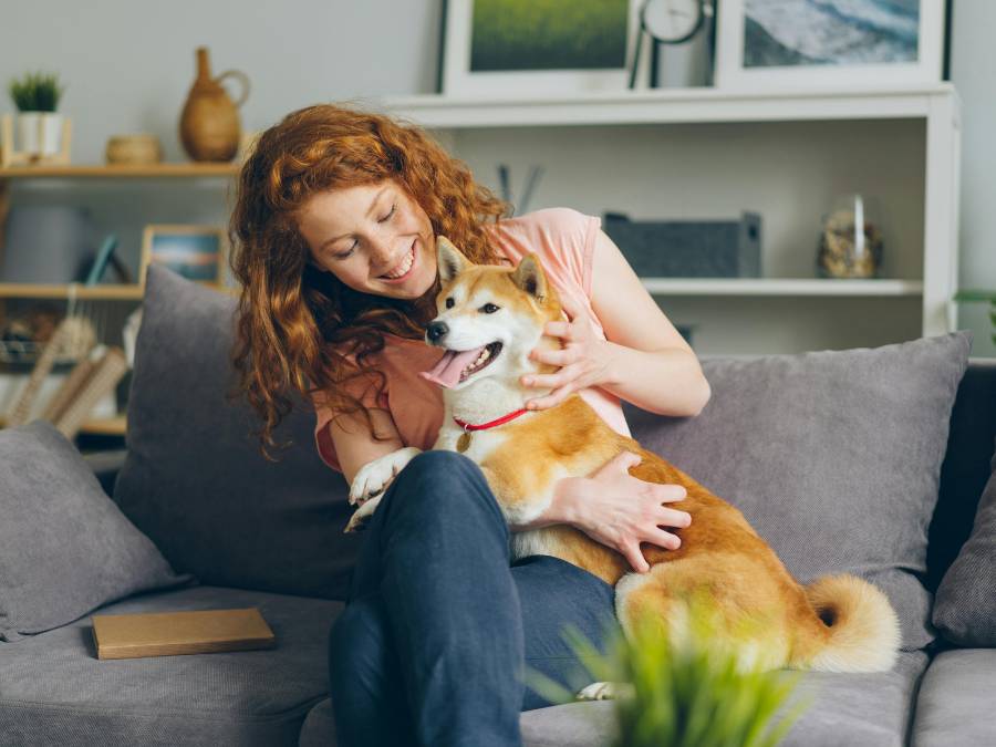 Person hugging Shiba Inu on gray couch