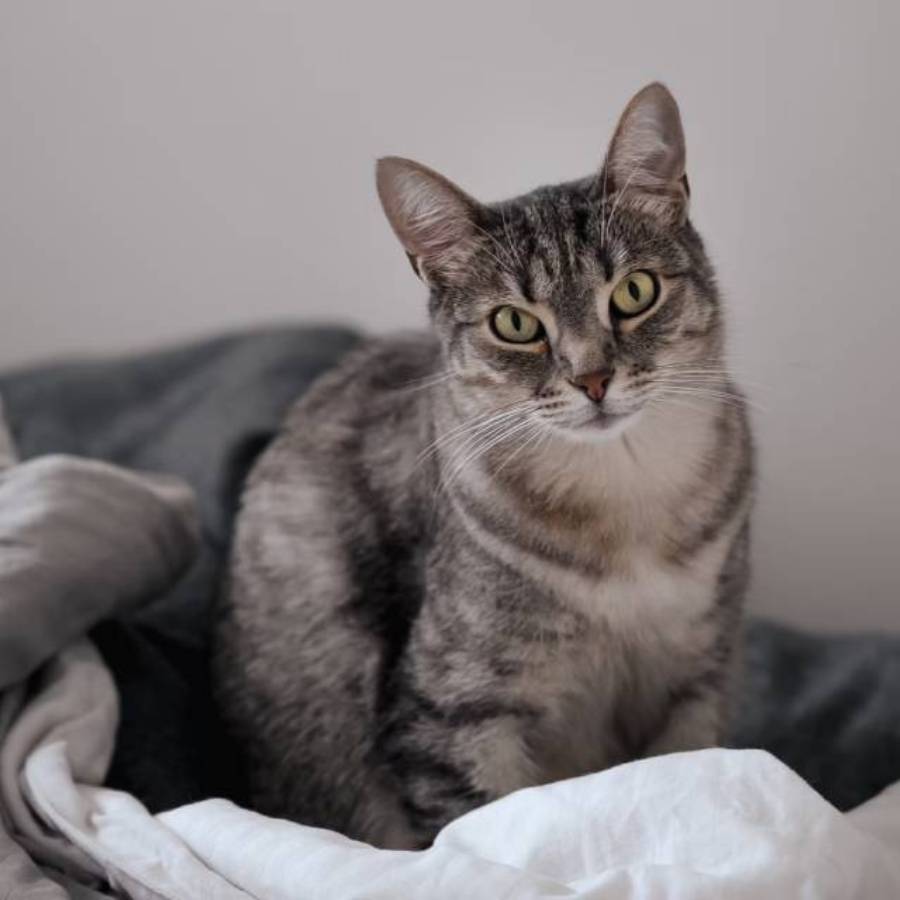 cat looking front A gray tabby cat with bright green eyes sits on rumpled gray and white blankets, staring intently at the camera.