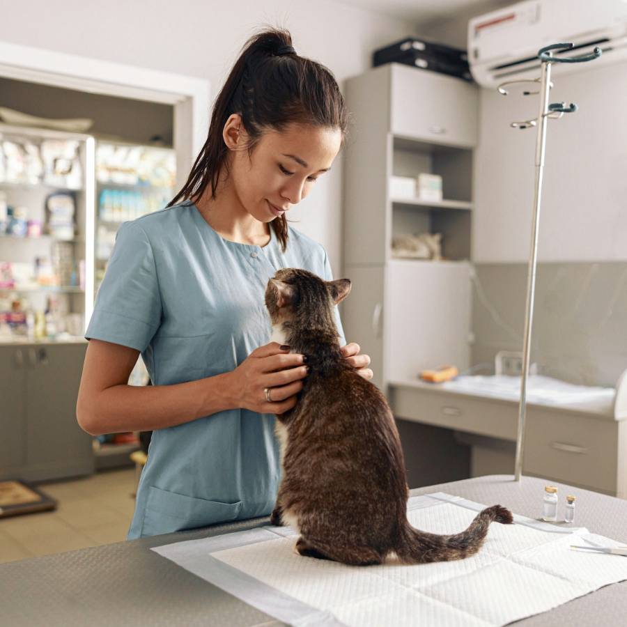 cat on exam table with doctor cat on exam table with doctor