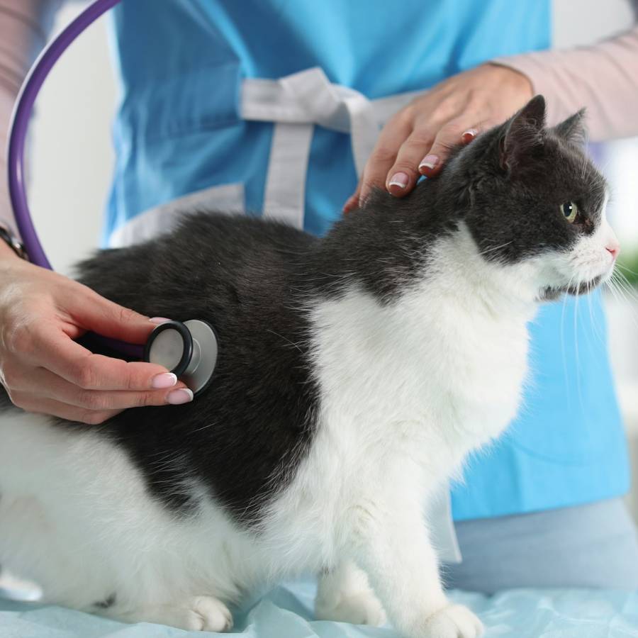 doctor checking the cat