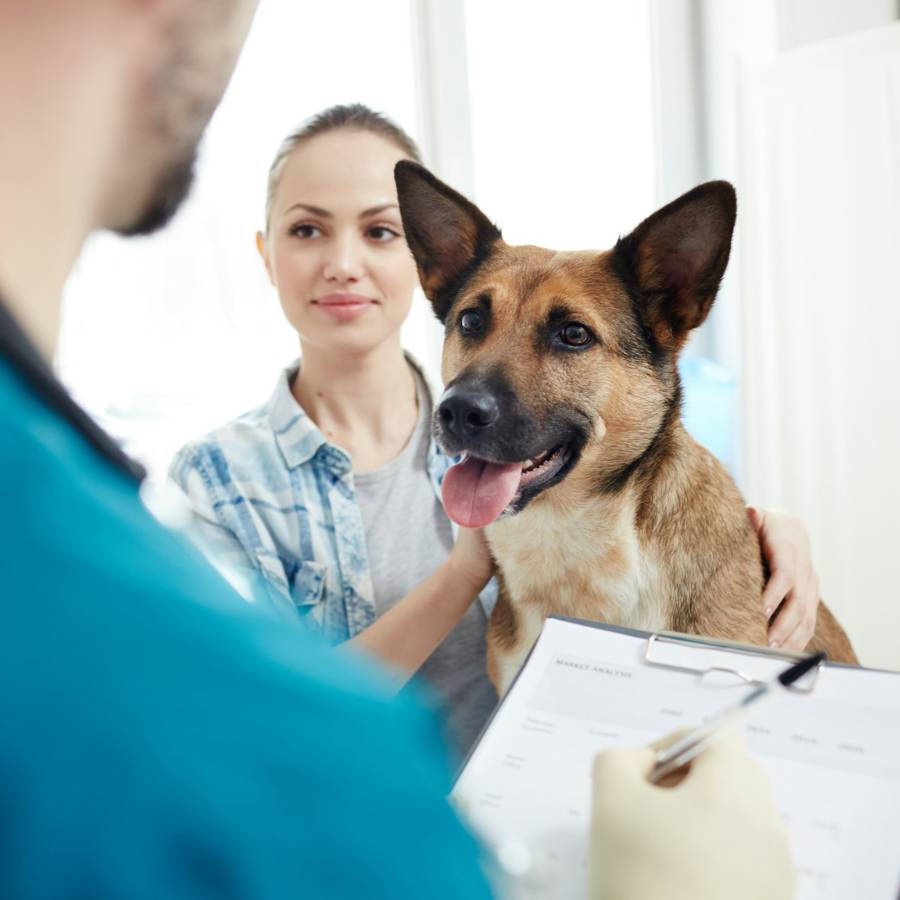 dog lookning at the doctor Dr. Hunter