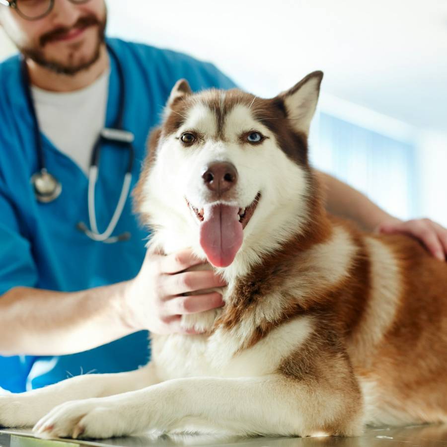 dog on exam table with doctor