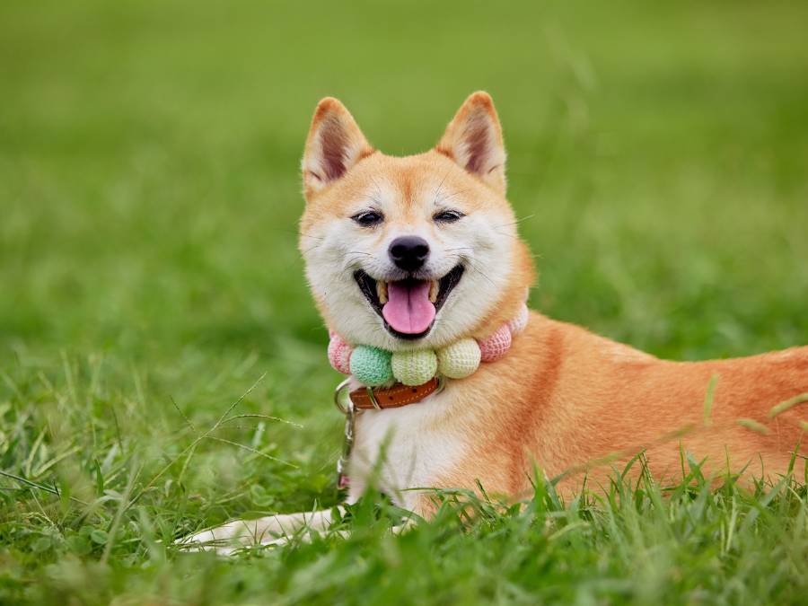 dog sitting and smiling outside