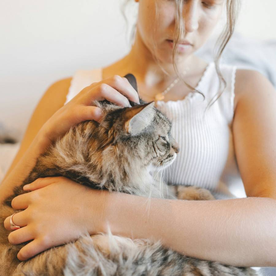girl care the pet girl care the pet