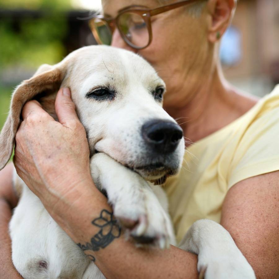 A person wearing glasses lovingly embraces a beagle, cradling its head softly against their shoulder.