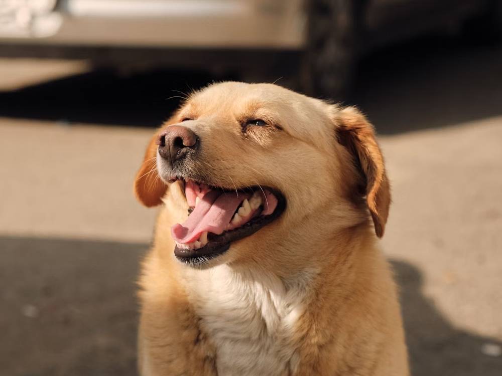 A golden retriever smiles outdoors