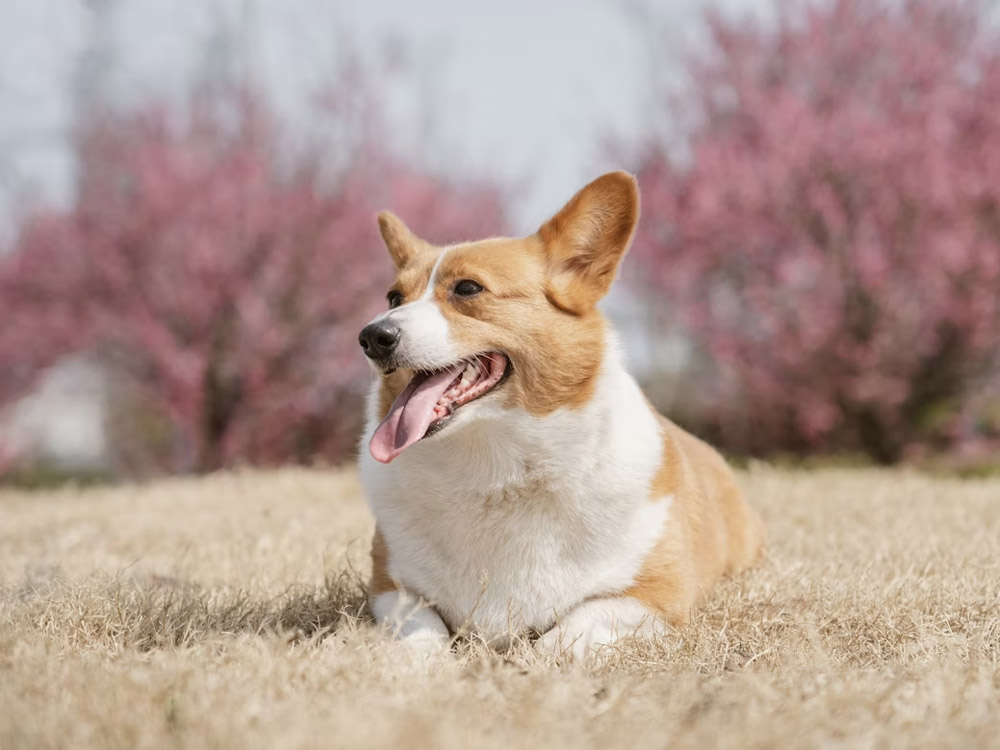 pet-sitting-outside