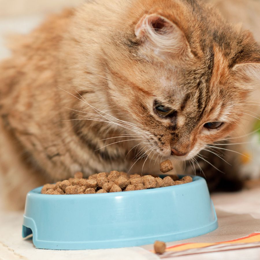 Cat eating from a food bowl