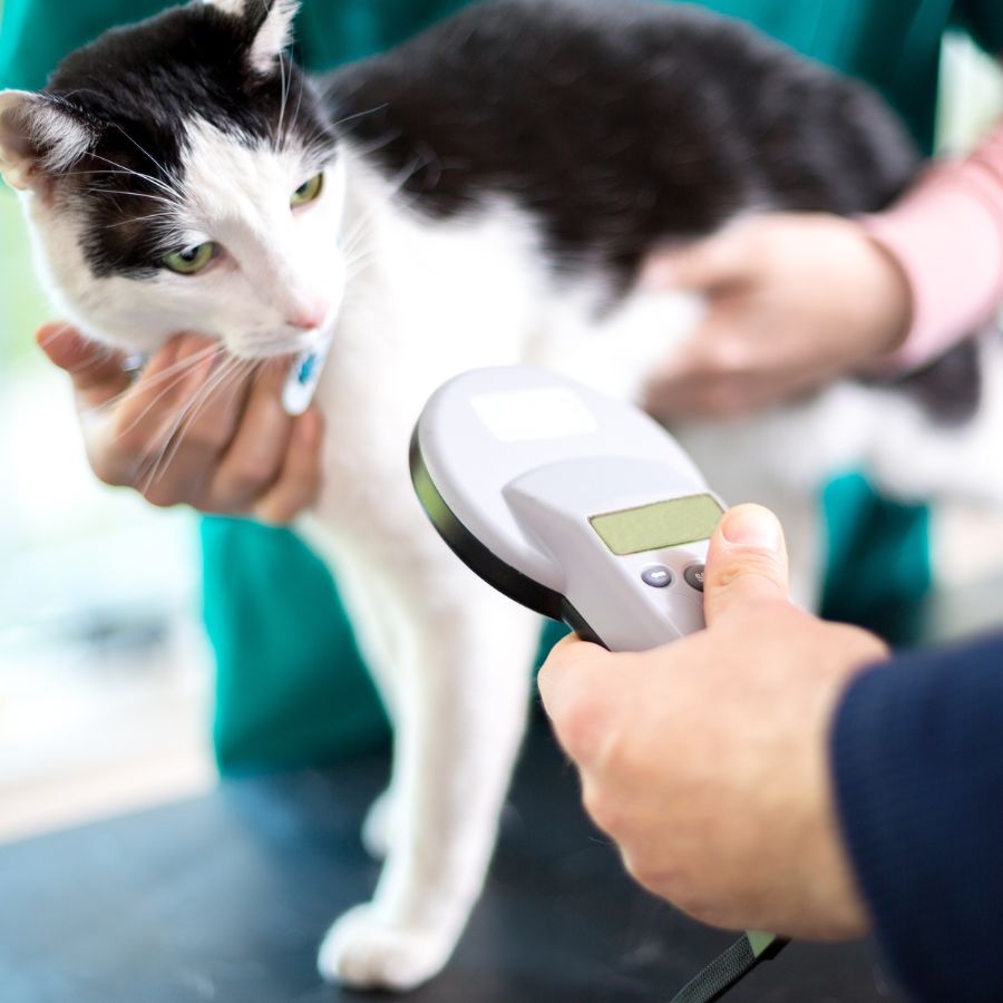Cat getting scanned for a microchip by veterinarian