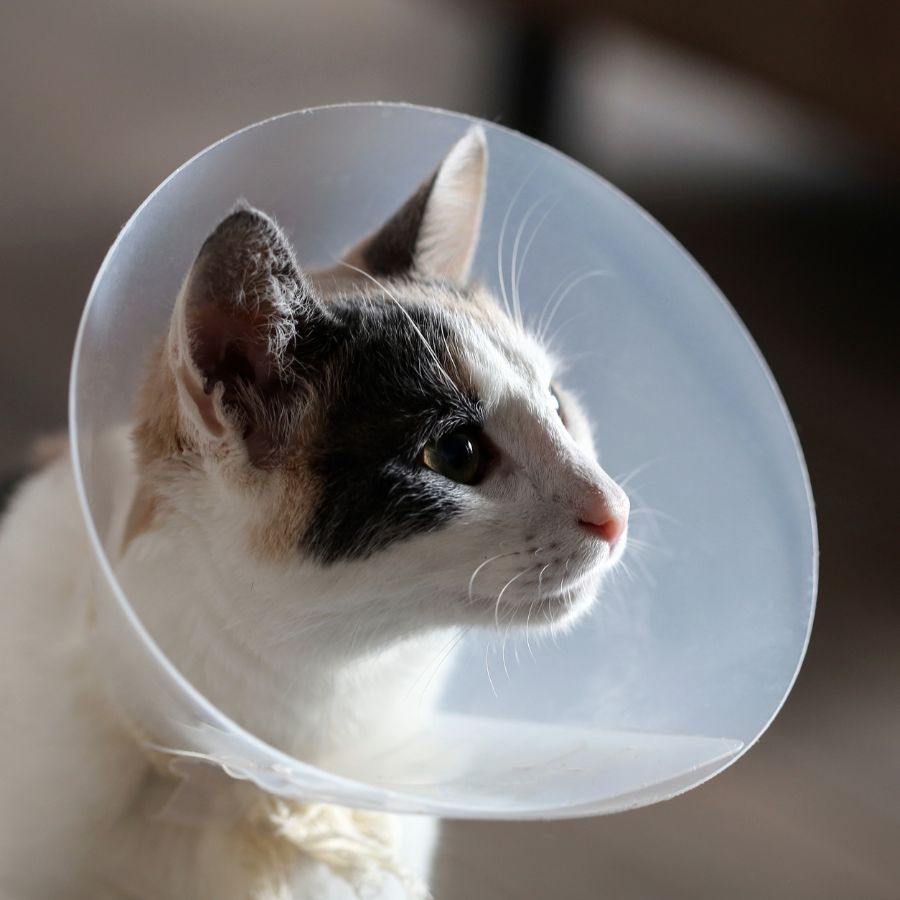 Cat in a cone after surgery
