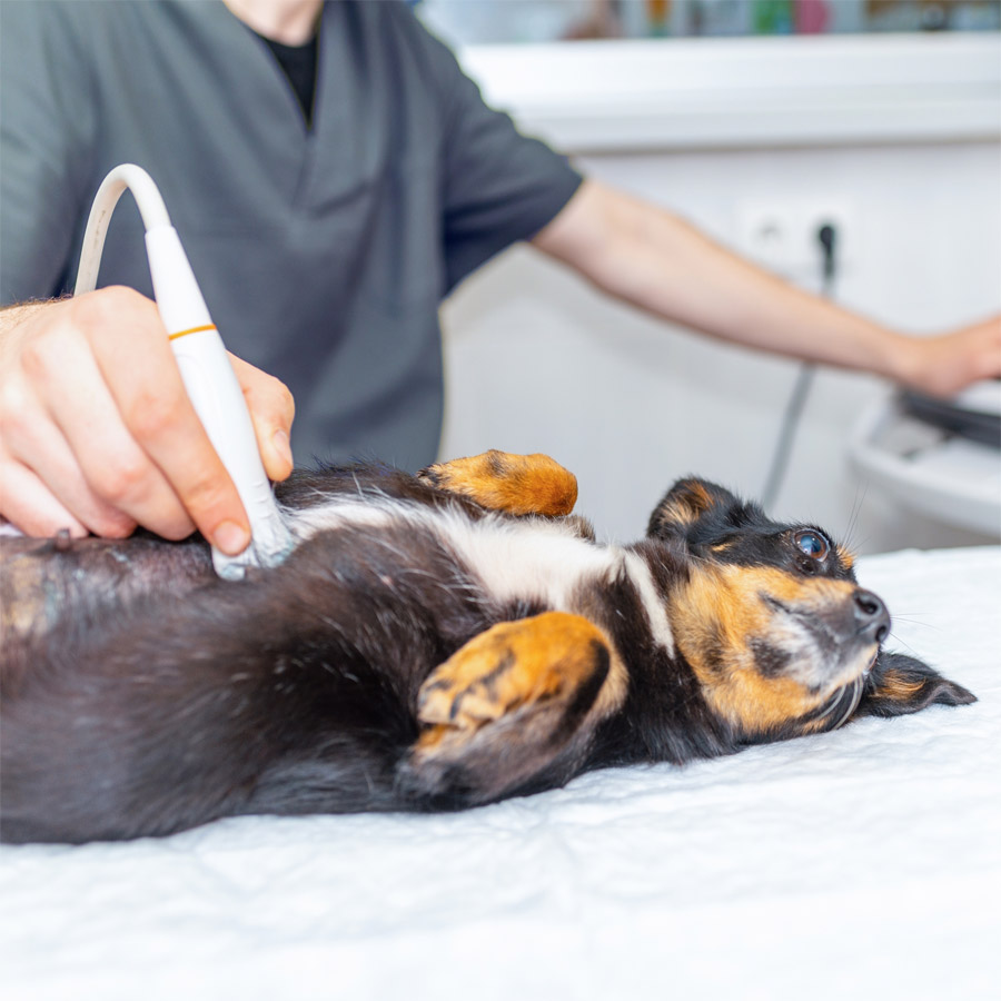 Dog-Ultrasound