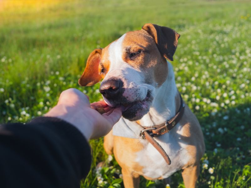 Dog eating from a person's hand