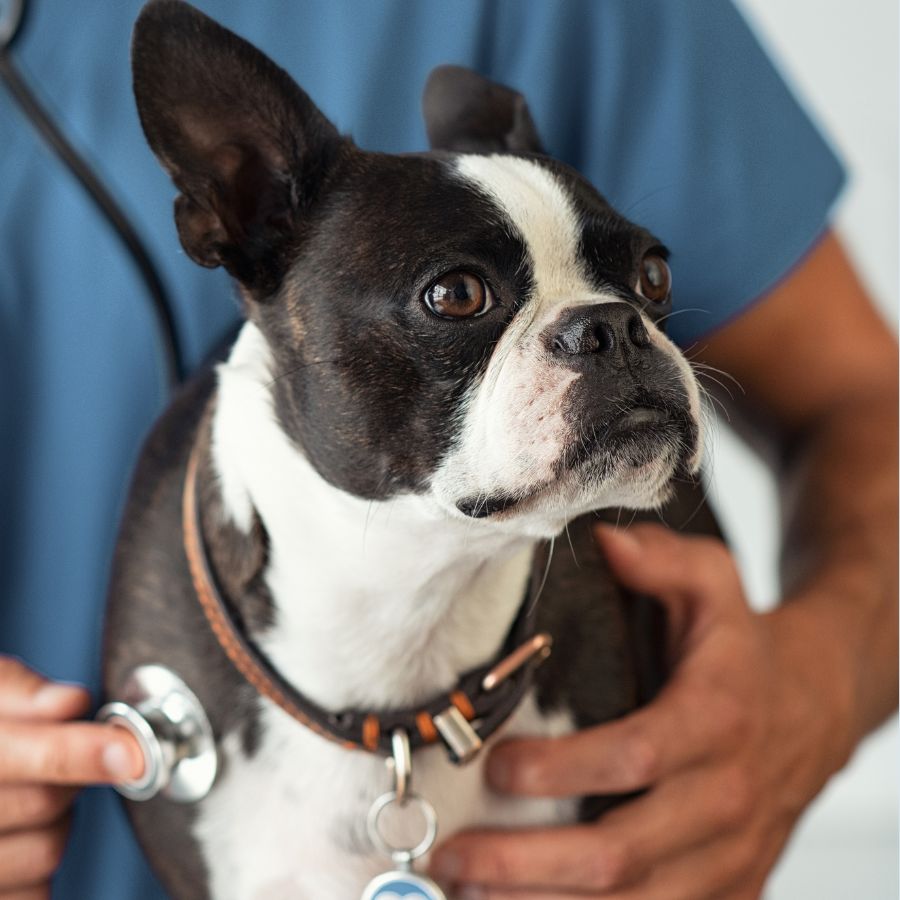 Dog getting examined by veterinarian
