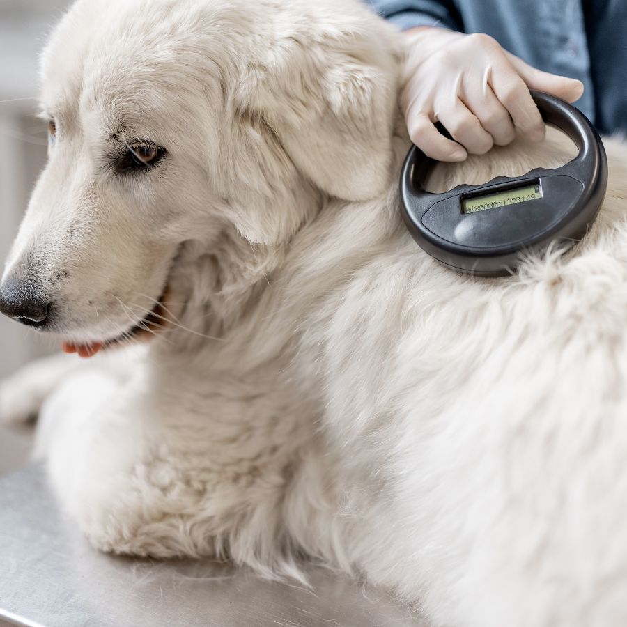 Dog getting scanned for a microchip by veterinarian