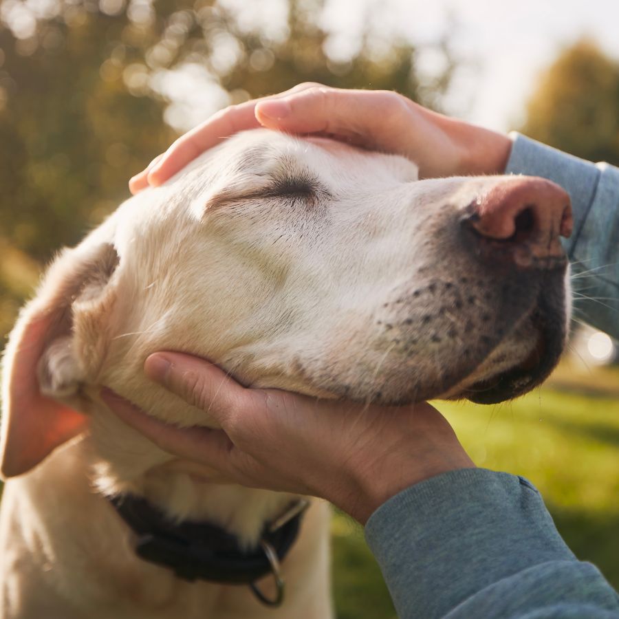Older dog getting affectionately pet