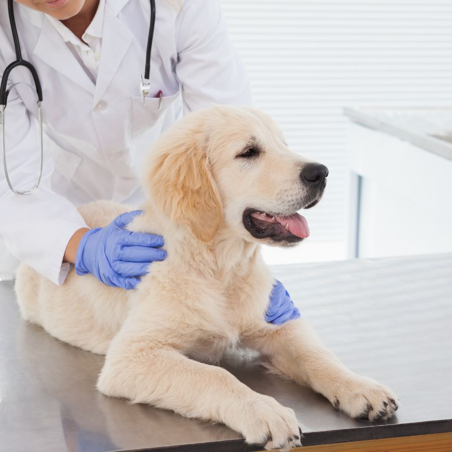 Puppy being examined by veterinarian