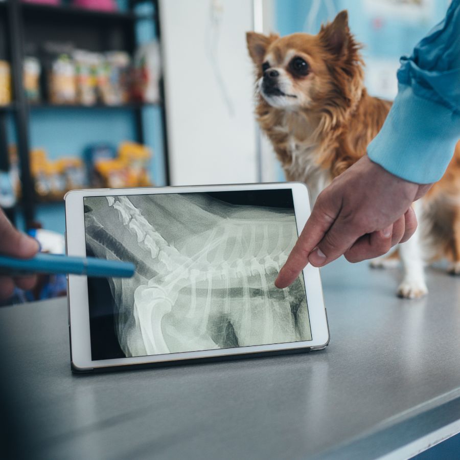 Veterinarians looking at an xray of a small dog