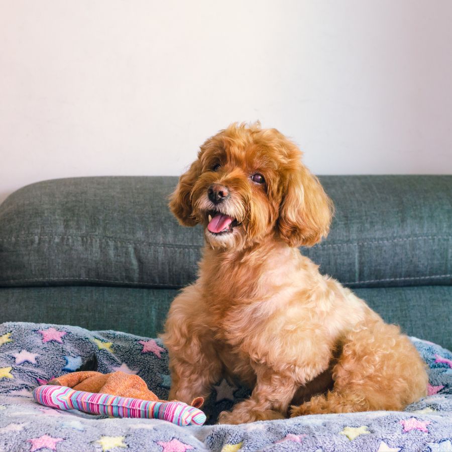 A fluffy tan dog sits on a star-patterned blanket on a green couch, surrounded by colorful toys.