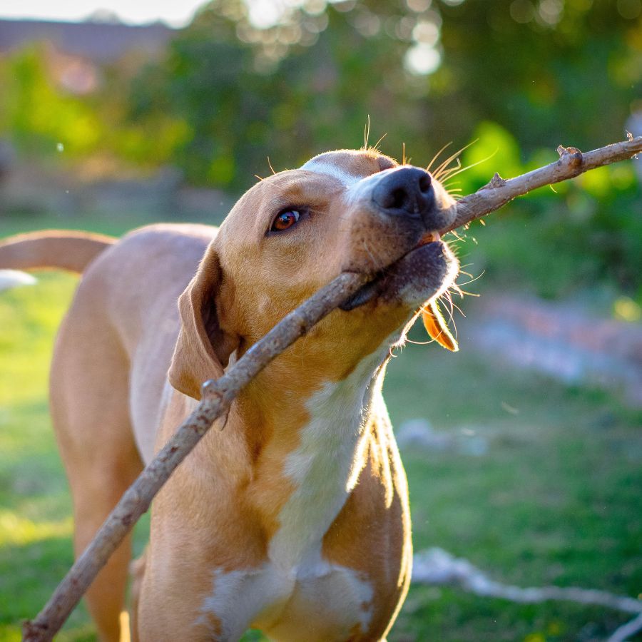A playful brown and white dog holds a large stick in its mouth while standing on grass.