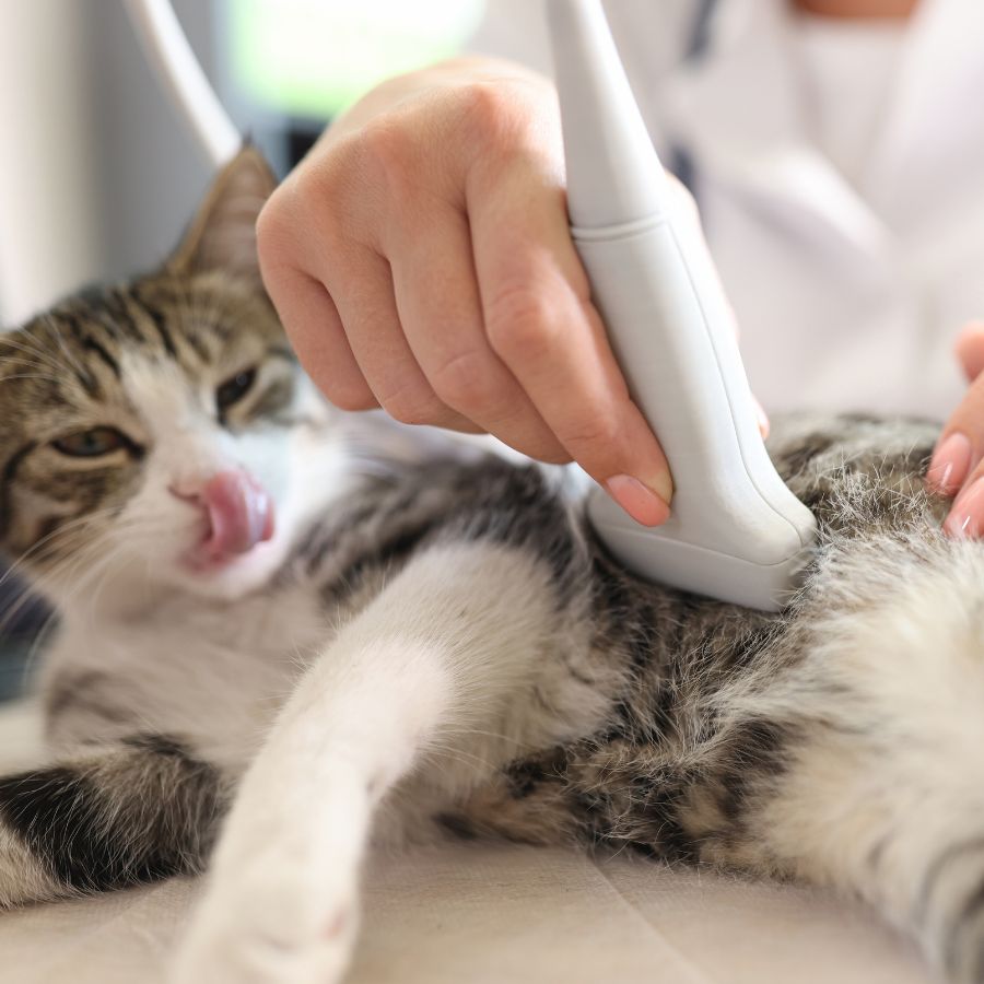 cat getting an ultrasound