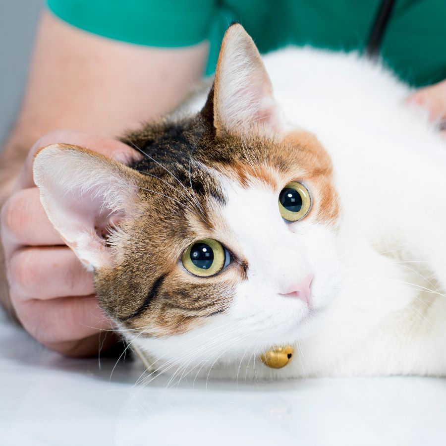 cat laying on an exam table being pet by veterinary staff