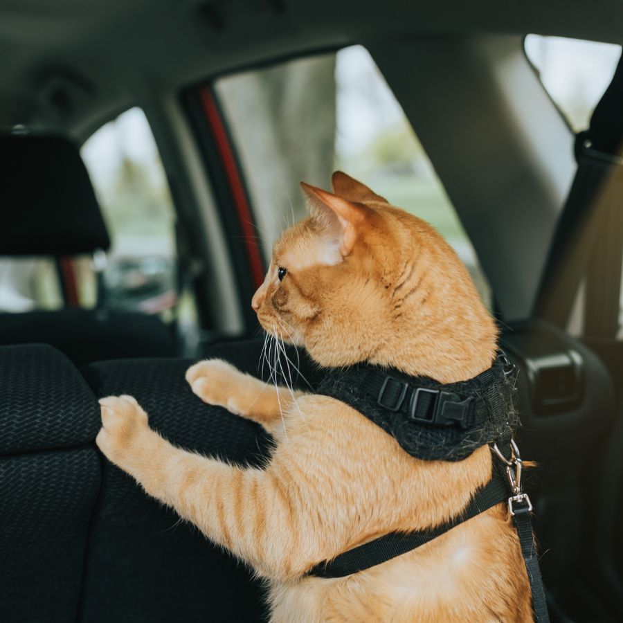 A ginger cat wearing a harness looks out a car window.