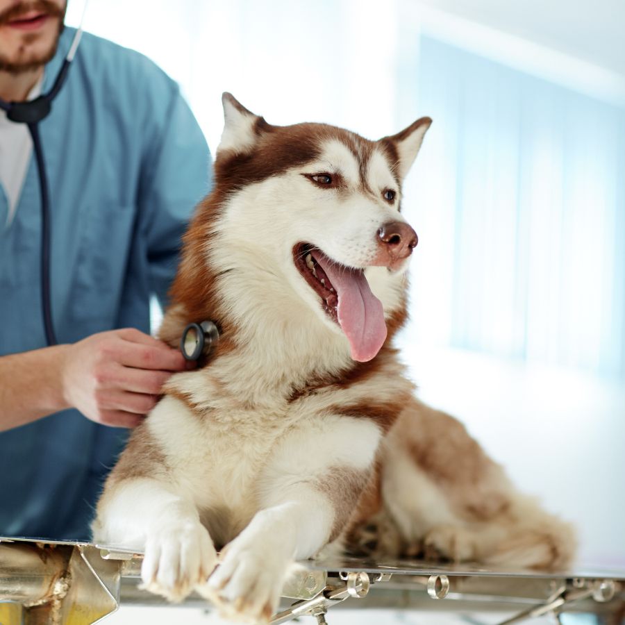 dog being examined by veterinarian