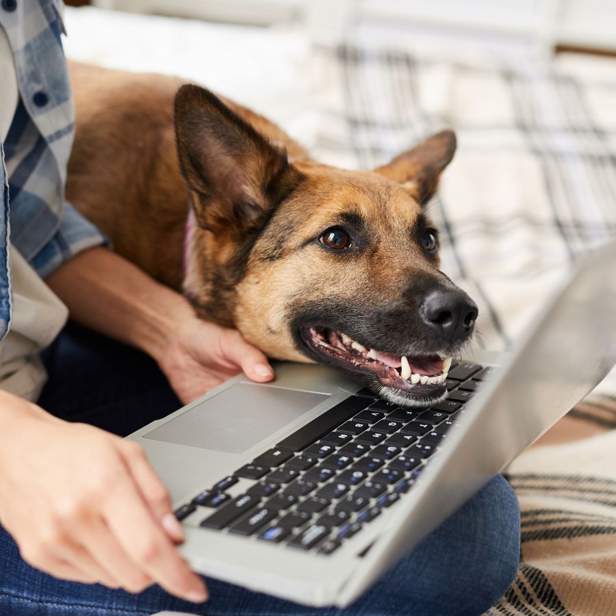 A German Shepherd rests its head on a laptop keyboard, looking content as a person in casual clothes sits beside it.