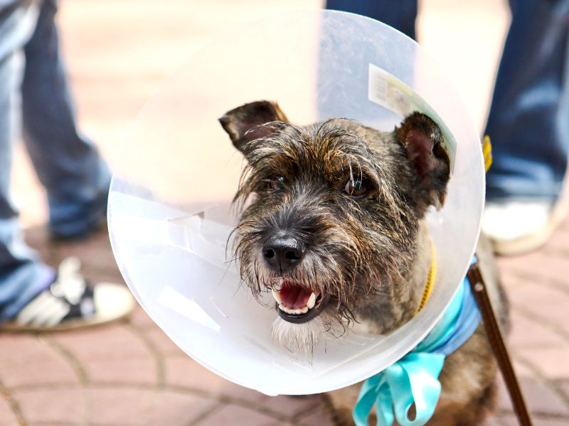 dog in a cone