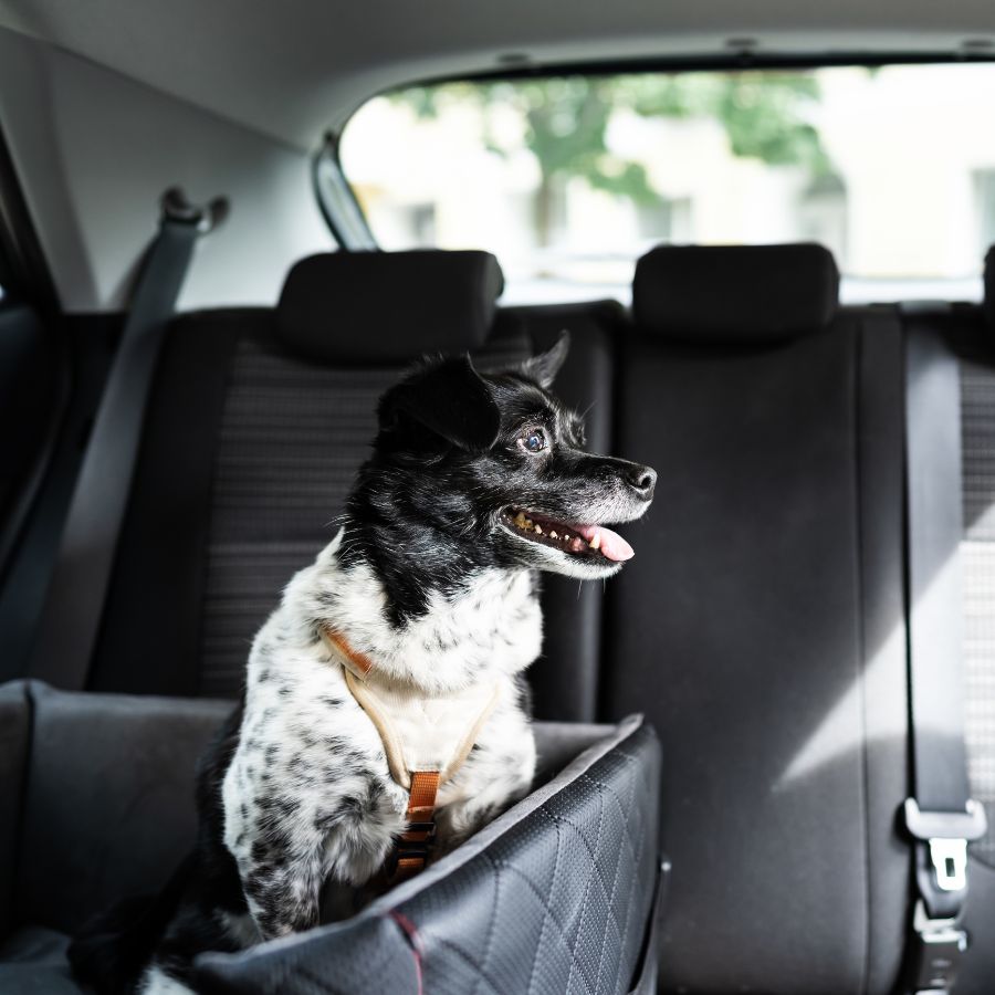 dog-traveling A small black and white dog with a harness sits excitedly in a car's backseat, looking out the window.