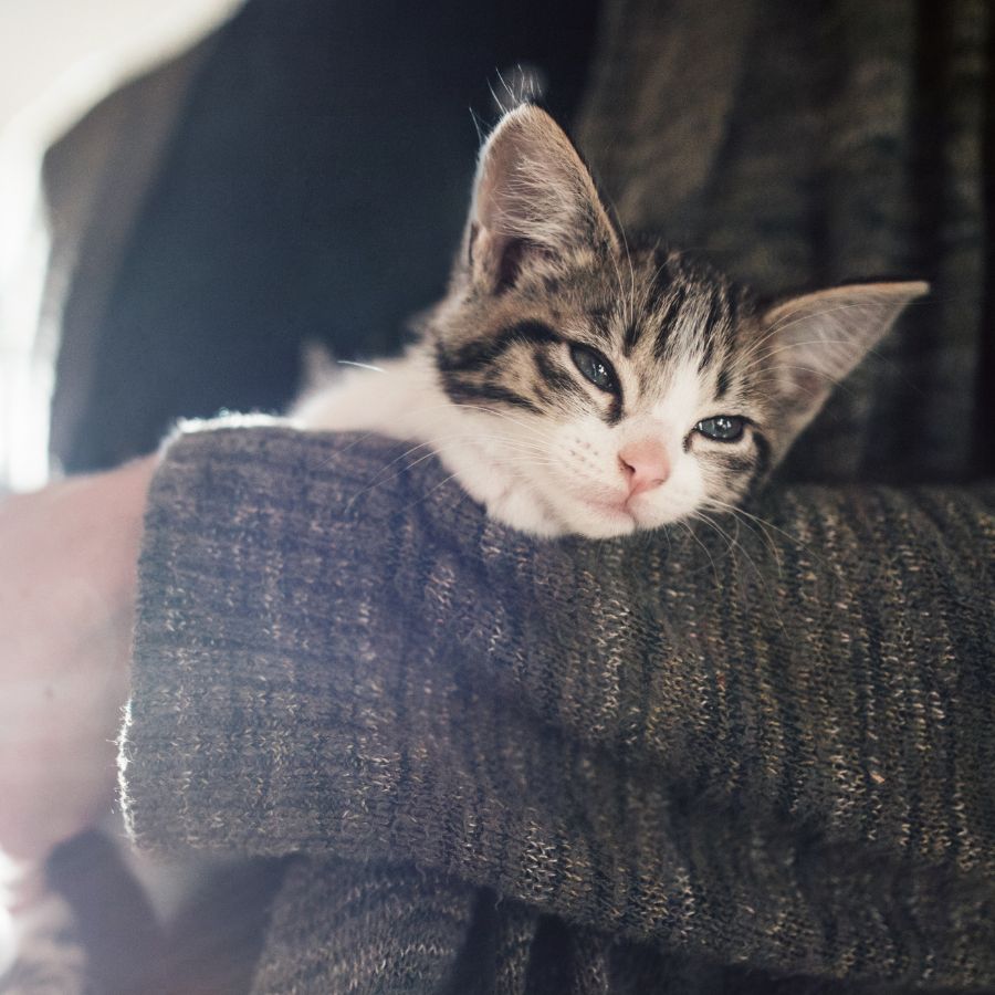 A sleepy kitten with gray and white fur lies contentedly in a person's arms, wrapped in a cozy brown sweater.