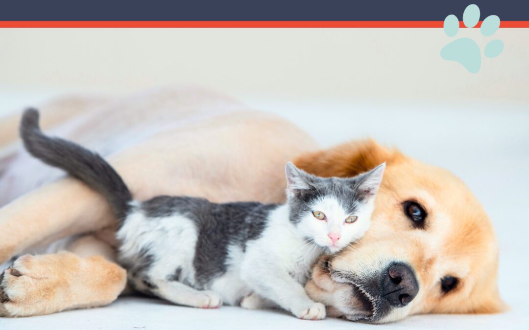 A relaxed golden retriever lies on the floor, gently snuggling with a small black and white kitten.