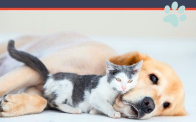 A Quick Start Guide To Outsmarting Everyday Pet Toxins
