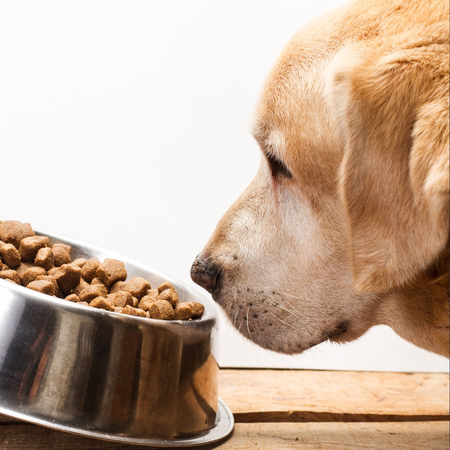 A golden retriever closely examines a bowl of dry kibble placed on a wooden surface, conveying curiosity and interest.