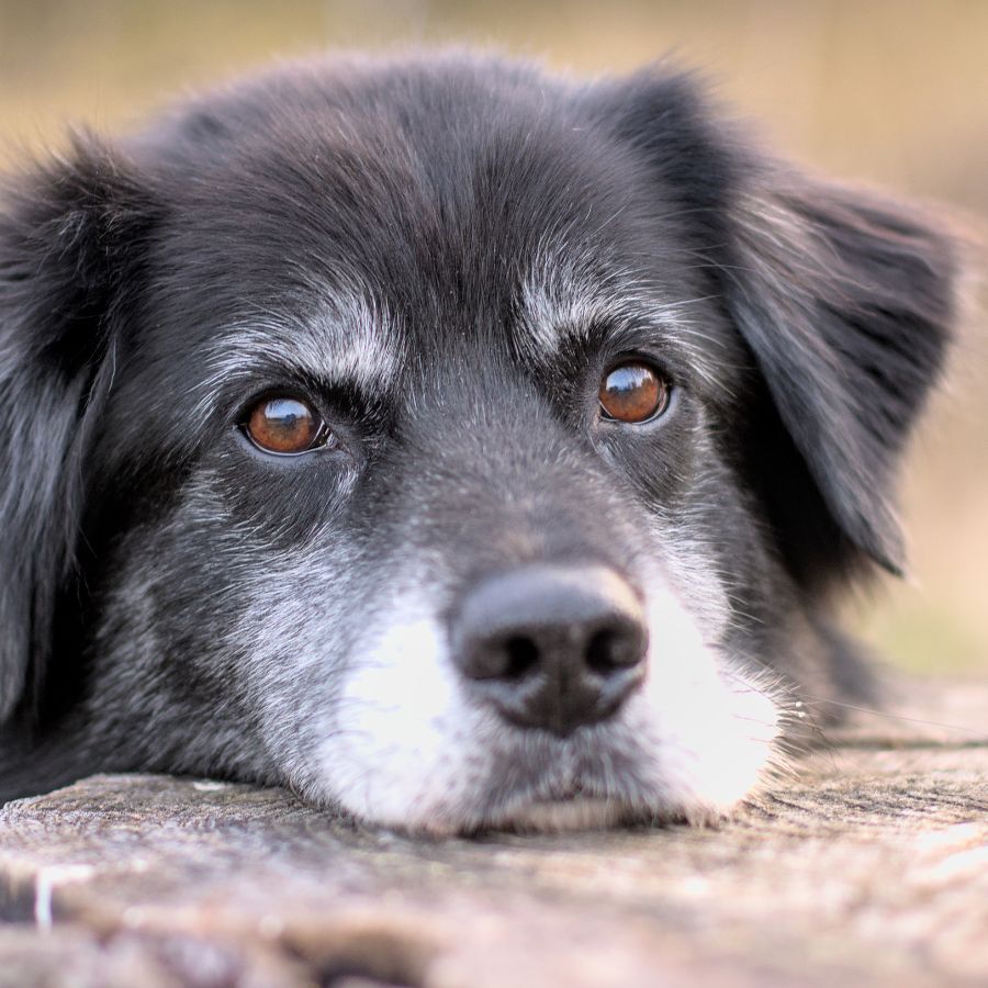 Older dog resting its head on a wooden surface