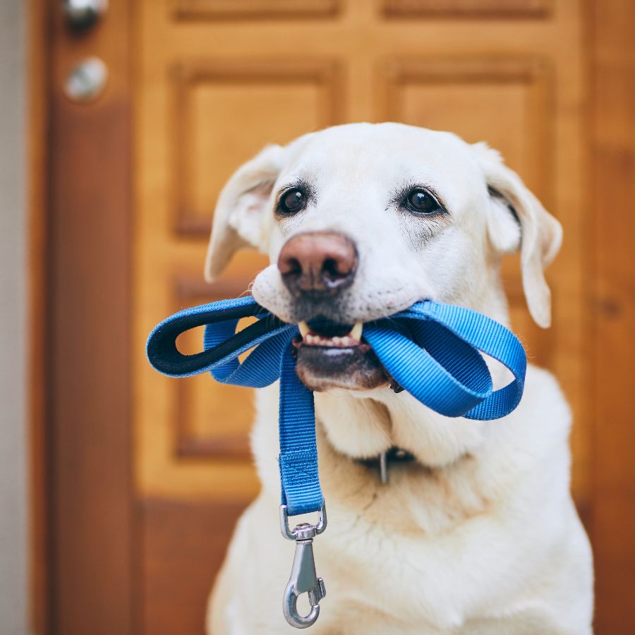 A beige dog holds a blue leash in its mouth, standing eagerly in front of a wooden door.