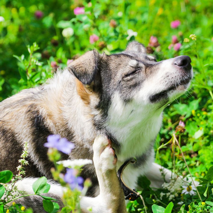 pet-itching A dog with closed eyes joyfully scratches its chin with a paw in a lush green meadow filled with colorful wildflowers.
