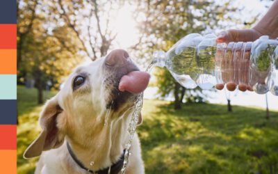 Spotting and Preventing Pet Dehydration: A Friendly Guide