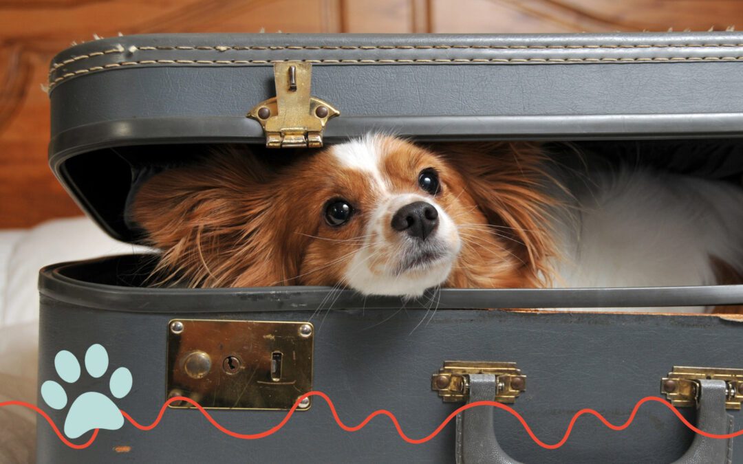 puppy laying inside a suitcase