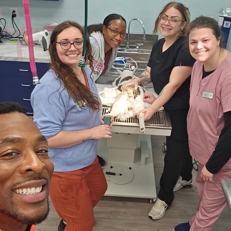 vet and staffs during a veterinary procedure