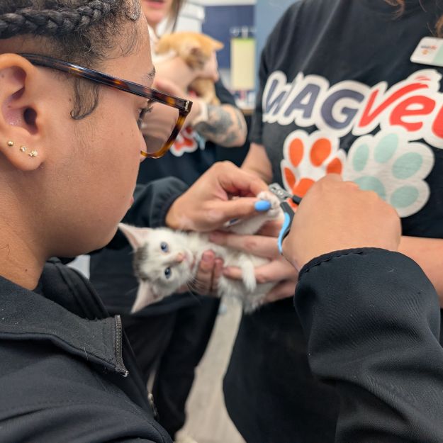 person trimming a cat's nail