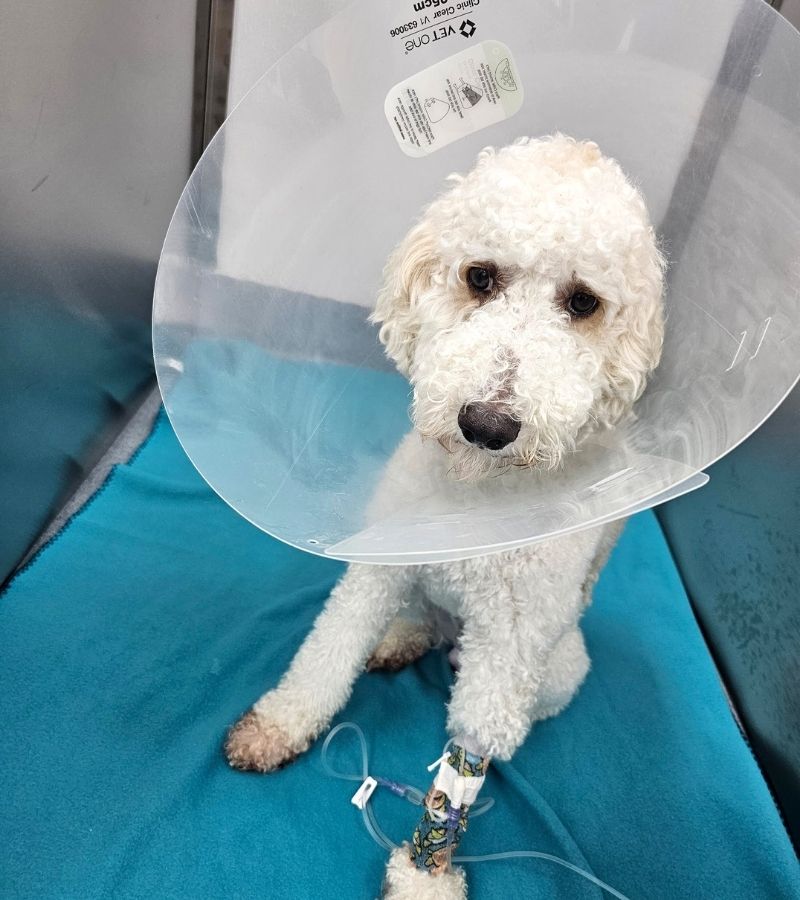 dog wearing surgery collar