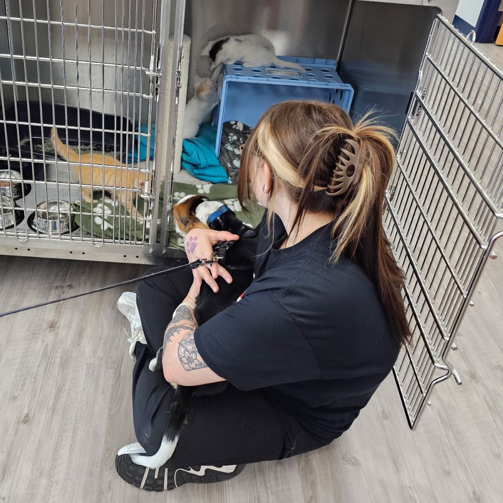 vet staff holding a dog sitting next to a pet compartments
