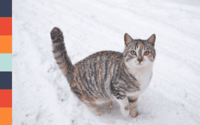 How Cold Is Too Cold for Pets? Winter Safety Tips for Dogs and Cats Around the CSRA