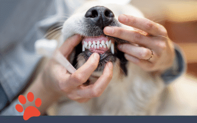 Dog and Cat Teeth Brushing Guide
